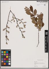 Foto von Salix aurita L.
